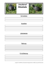 Steckbriefvorlage-Blässhuhn.pdf